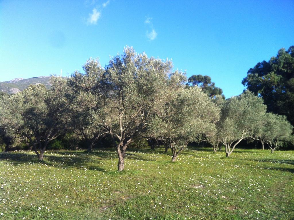 Villa Les Jardins De Foata Barbaggio Exterior foto